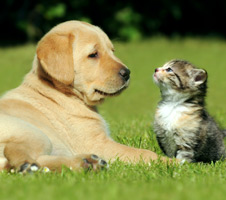 Dog And Cat